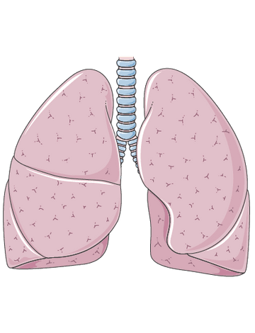 Schadet Cannabis der Lunge?