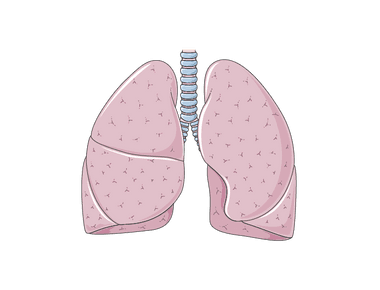 Schadet Cannabis der Lunge?